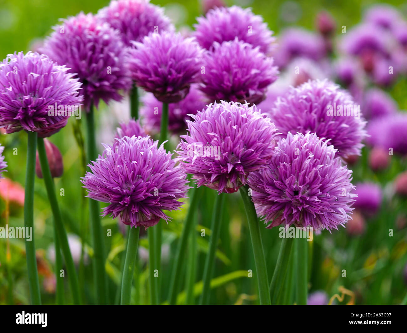 Jolie fleurs de ciboulette (Allium) dans un jardin de printemps Banque D'Images
