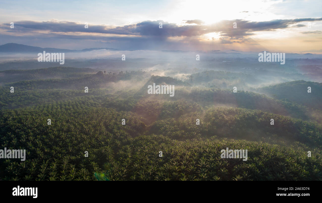 Une plantation de palmiers du ciel à Malaisie Banque D'Images