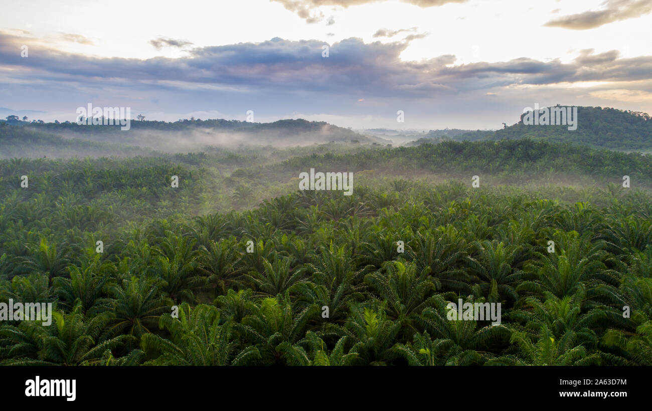 Une plantation de palmiers du ciel à Malaisie Banque D'Images