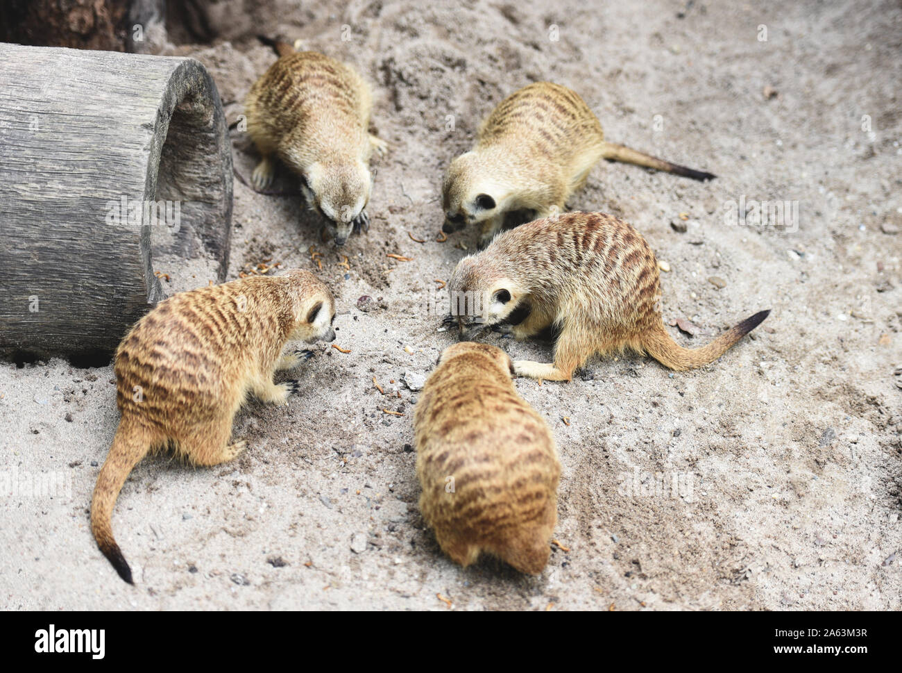 Meerkat la sentinelle du désert / Groupe de meerkat manger sur le sable Banque D'Images