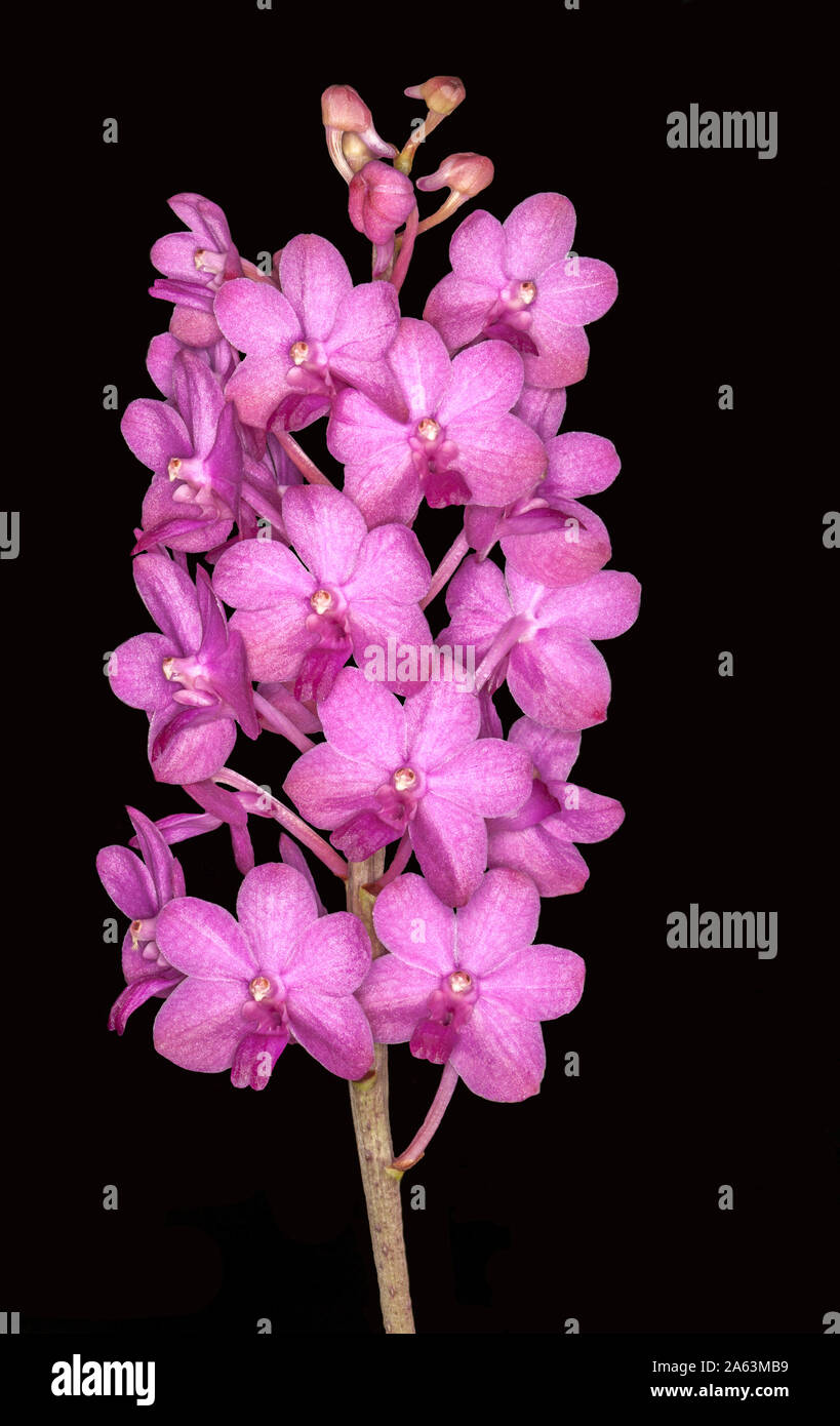 Grande grappe de fleurs orchidée rose vif spectaculaire sur fond noir Banque D'Images
