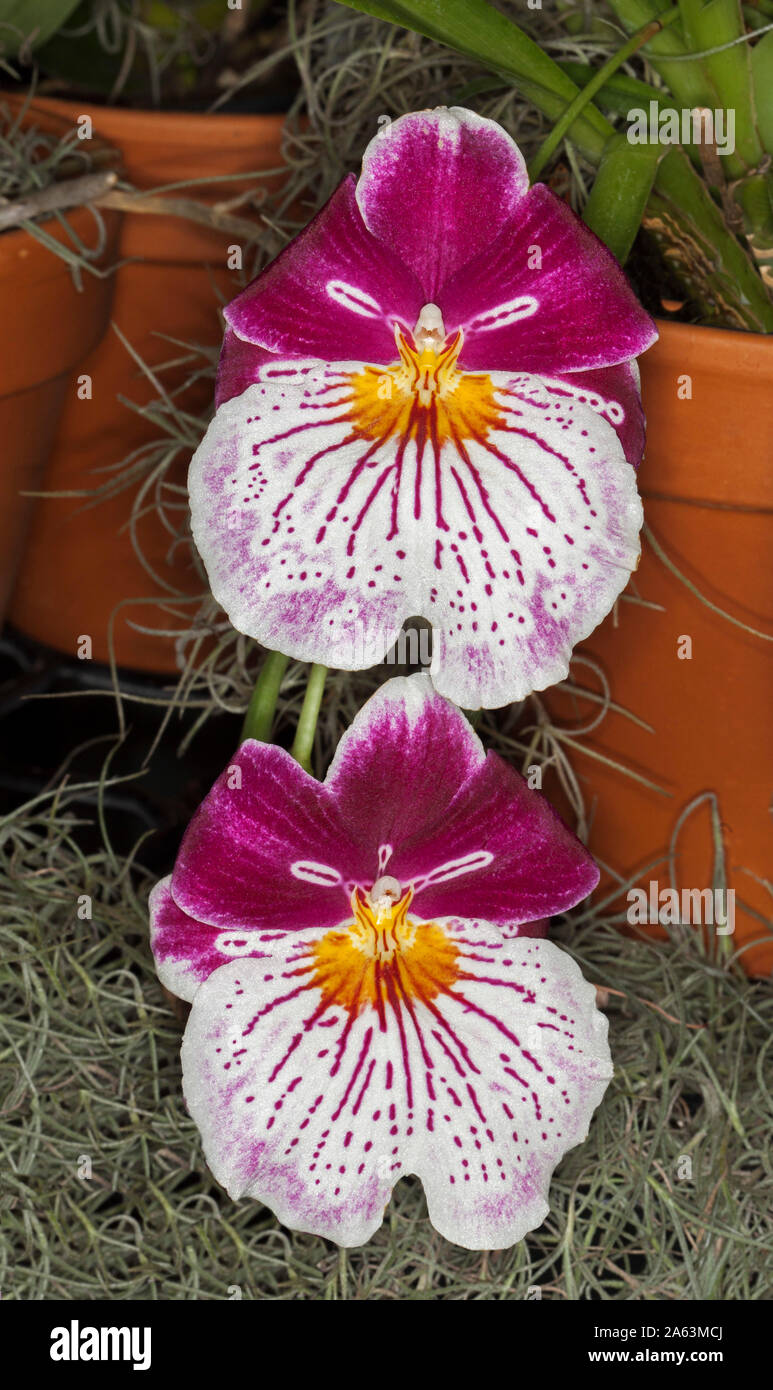 Rouge et blanc aux couleurs vives des fleurs orchidée Miltoniopsis, Pansy orchidées Banque D'Images