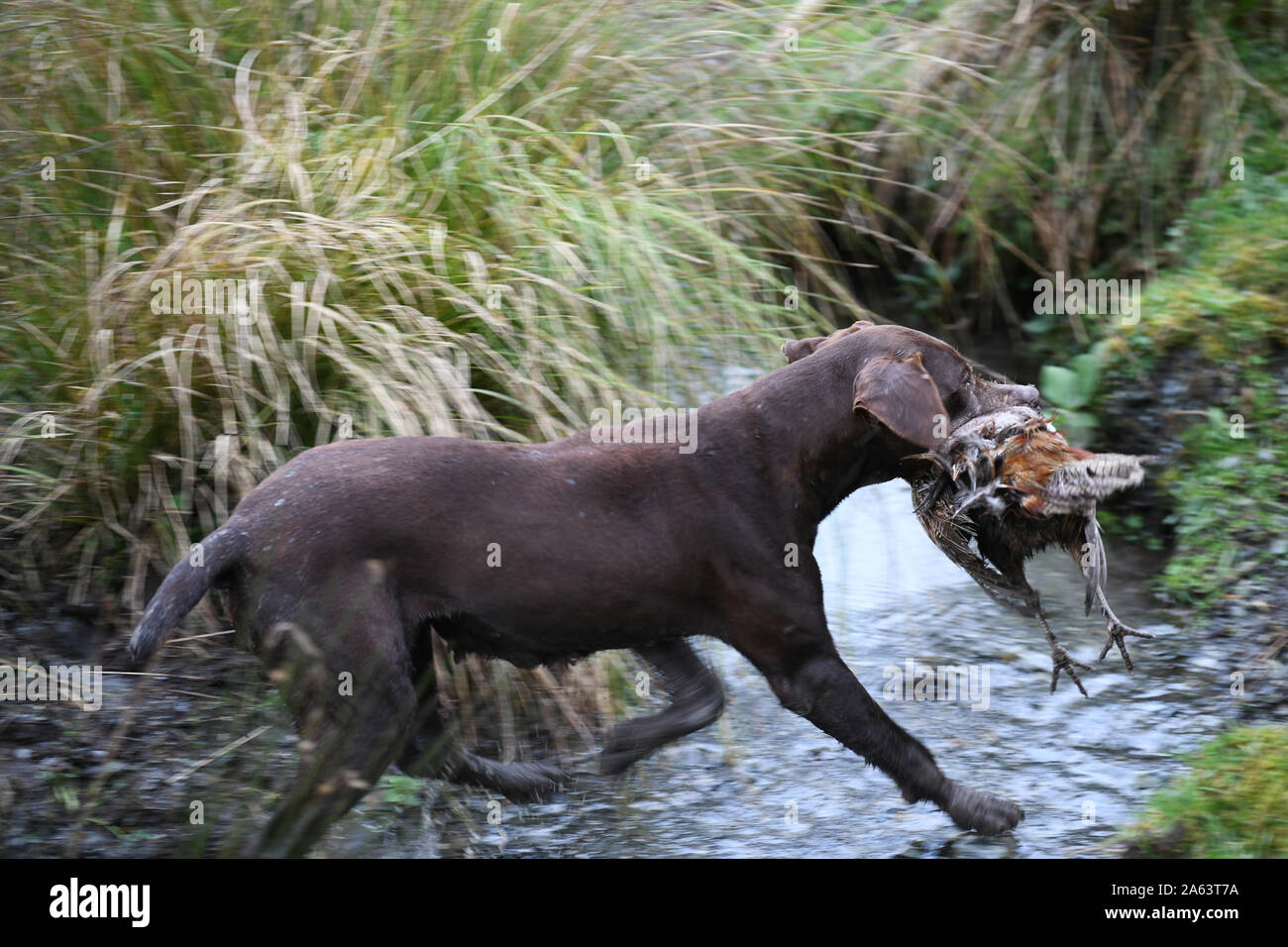 C'est un retriever recueille un oiseau lors d'une chasse au faisan sur la côte ouest de la Nouvelle-Zélande. En arrière-plan flou intentionnel de panoramique. Banque D'Images