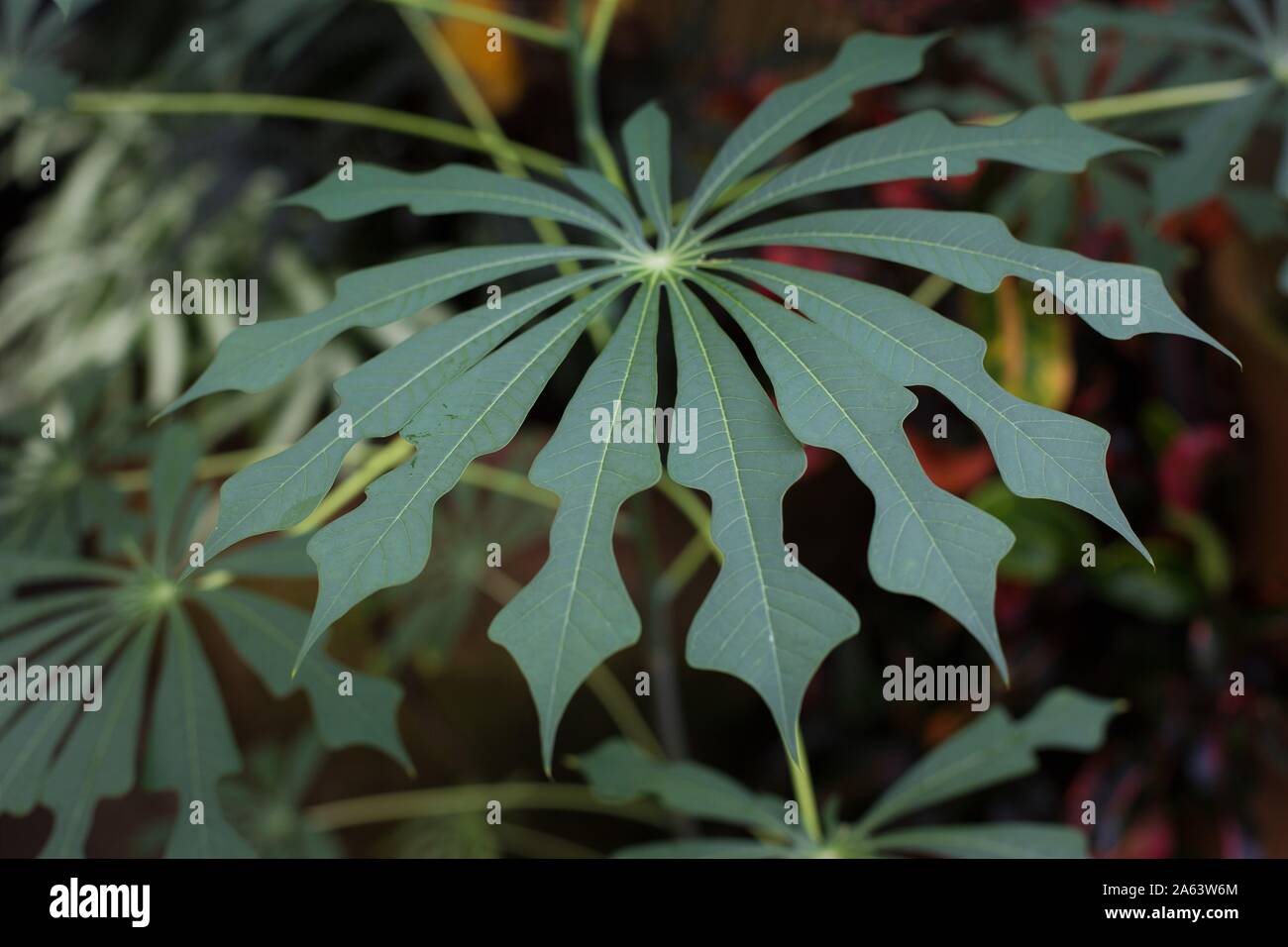 Manihot esculenta - feuilles de manioc close up. Banque D'Images