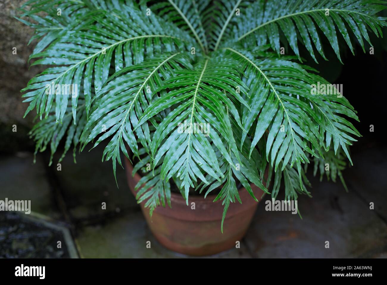 Blechnum gibbum dans un récipient. Banque D'Images