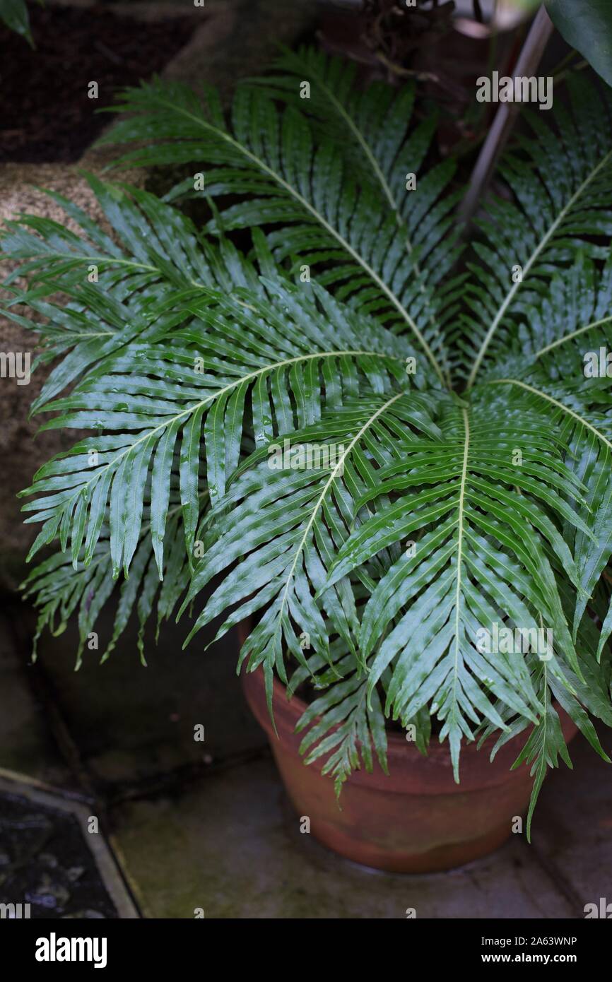 Blechnum gibbum dans un récipient. Banque D'Images
