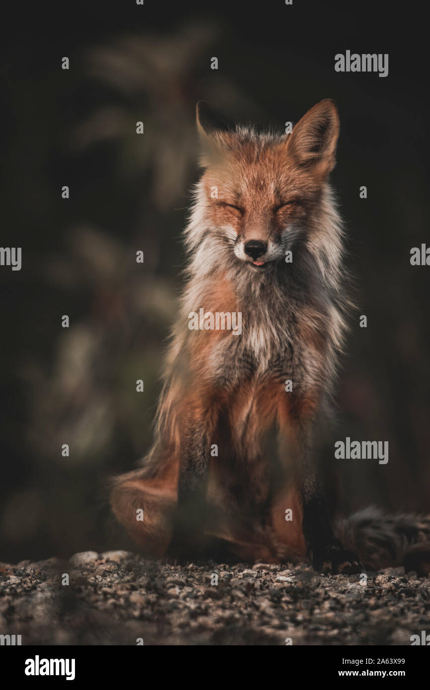 Le renard roux se trouve dans le réchauffement climatique bien avec les yeux fermés, Territoire du Yukon, Canada Banque D'Images