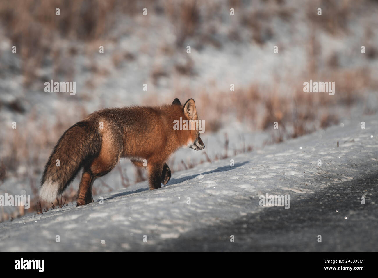Un renard rouge avec fourrure d'hiver promenades dans la neige le long d'une route d'hiver, Territoire du Yukon Banque D'Images