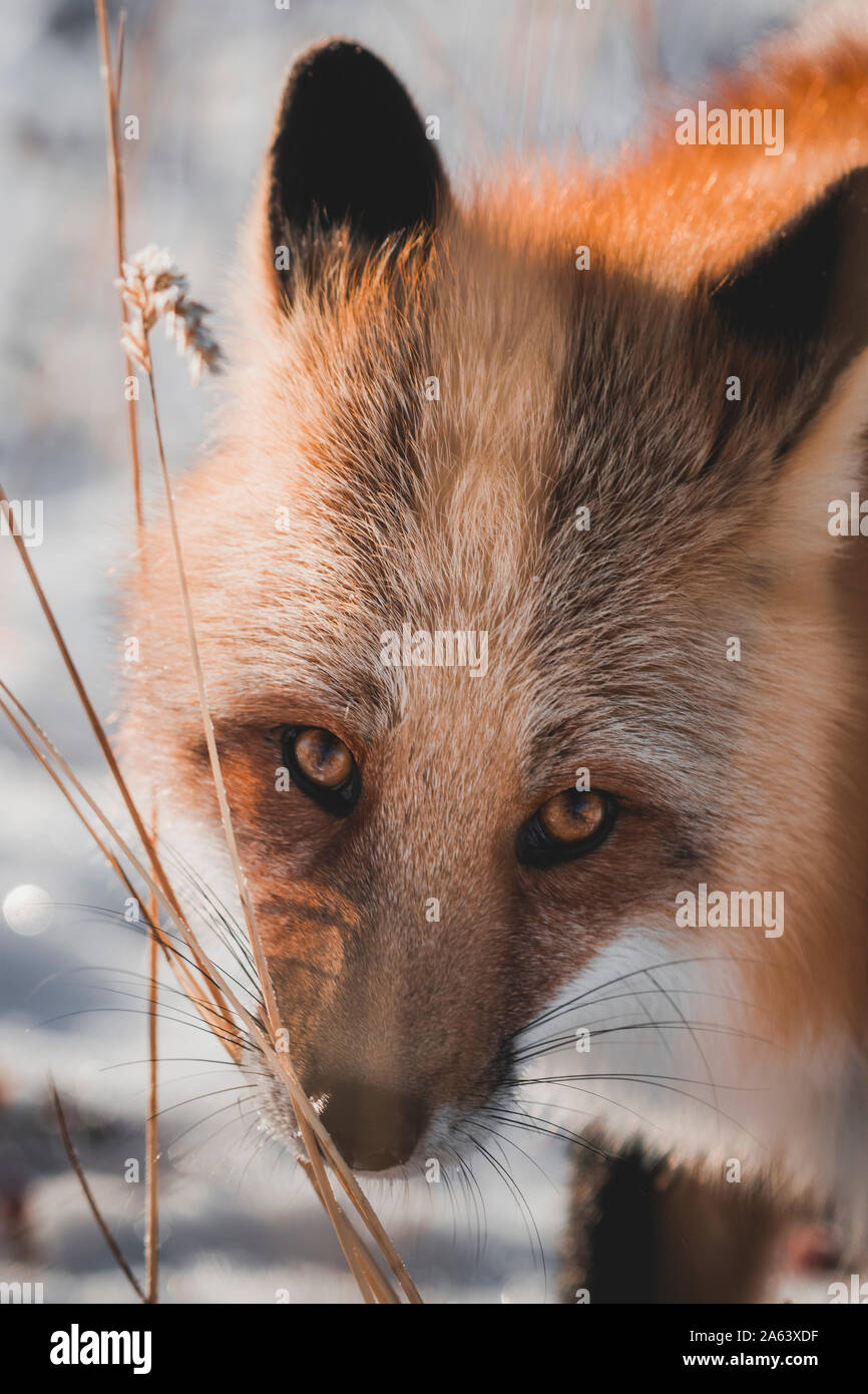 Un renard rouge le long scentmarks schnuppert sur certains roseaux morts, Territoire du Yukon Banque D'Images