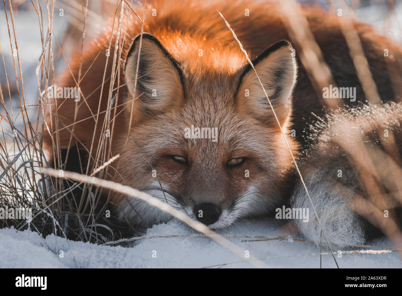 Un renard roux dans le Territoire du Yukon, Canada Banque D'Images