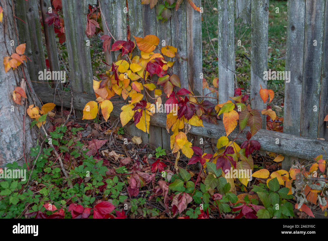 Feuillage d'automne sur une vieille clôture en bois en Nouvelle Angleterre Banque D'Images