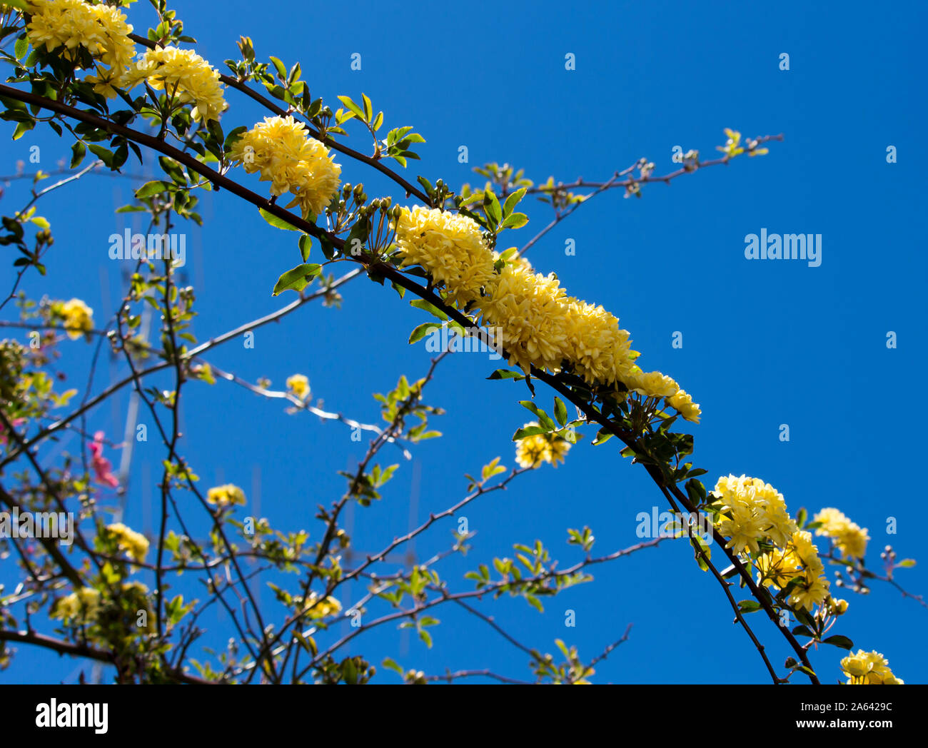 Rosa Banksiae Lutea ,dame rose des banques une espèce de plante à fleurs sans épines ou vigne arbustive dans la famille des roses est un très ancien patrimoine citron pâle rose. Banque D'Images