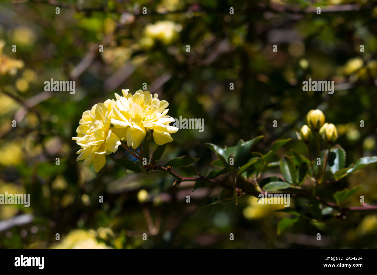 Rosa Banksiae Lutea ,dame rose des banques une espèce de plante à fleurs sans épines ou vigne arbustive dans la famille des roses est un très ancien patrimoine citron pâle rose. Banque D'Images