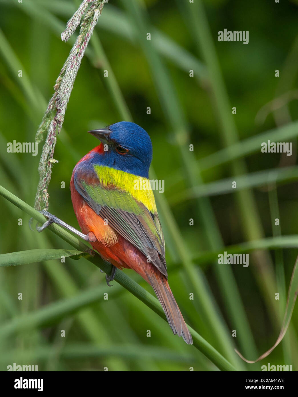 L'un des plus colorés les oiseaux de l'Amérique du Nord, cette peint Bunting a été trouvé dans la réserve naturelle de Lafitte's Cove sur l'île de Galveston, au Texas. Banque D'Images