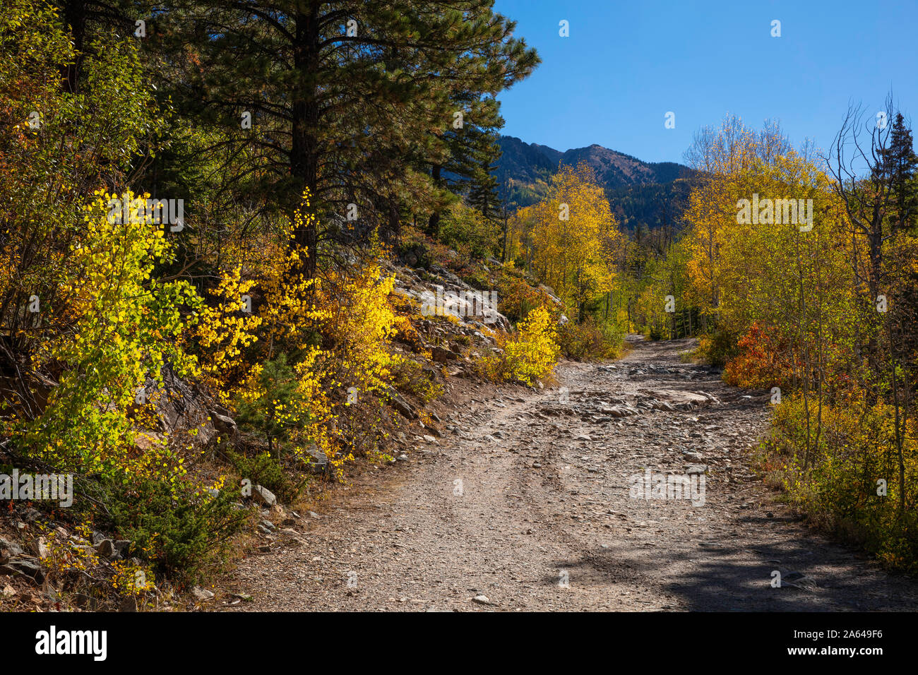 Trembles Le Long De Old Lime Creek Road En Automne, Forêt Nationale De San Juan, Comté De San Juan, Colorado Banque D'Images