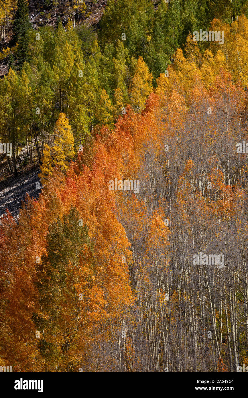 Arbres à Aspen changeant de couleur en automne, San Juan Skyway, San Juan Mountains, San Juan County, Colorado Banque D'Images