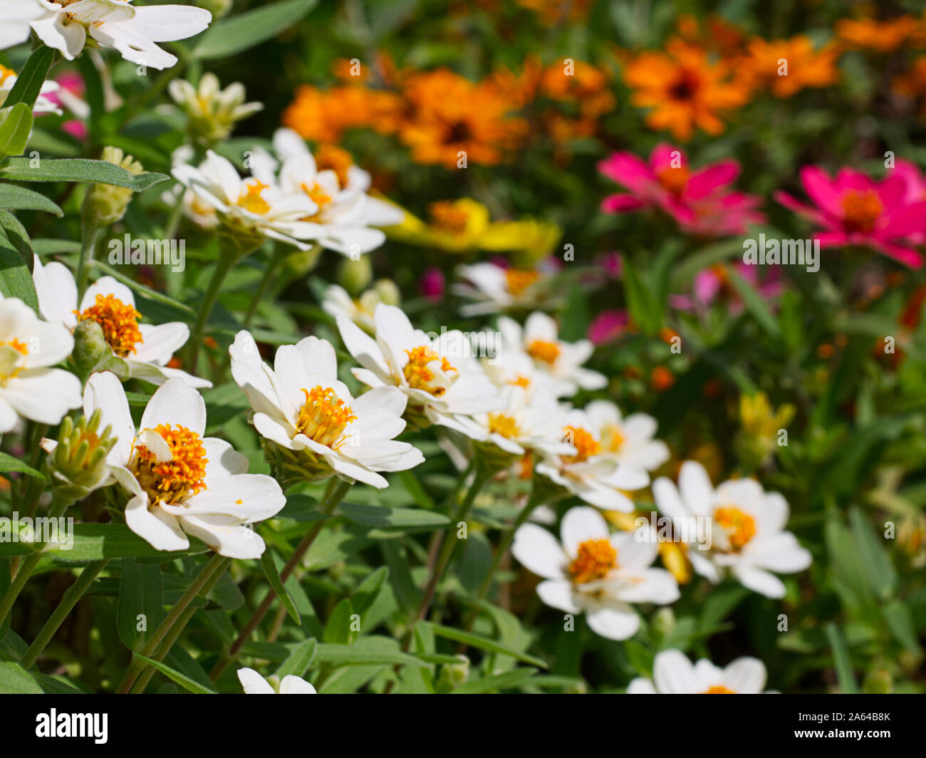 White outdoor fleurs dans un jardin Banque D'Images