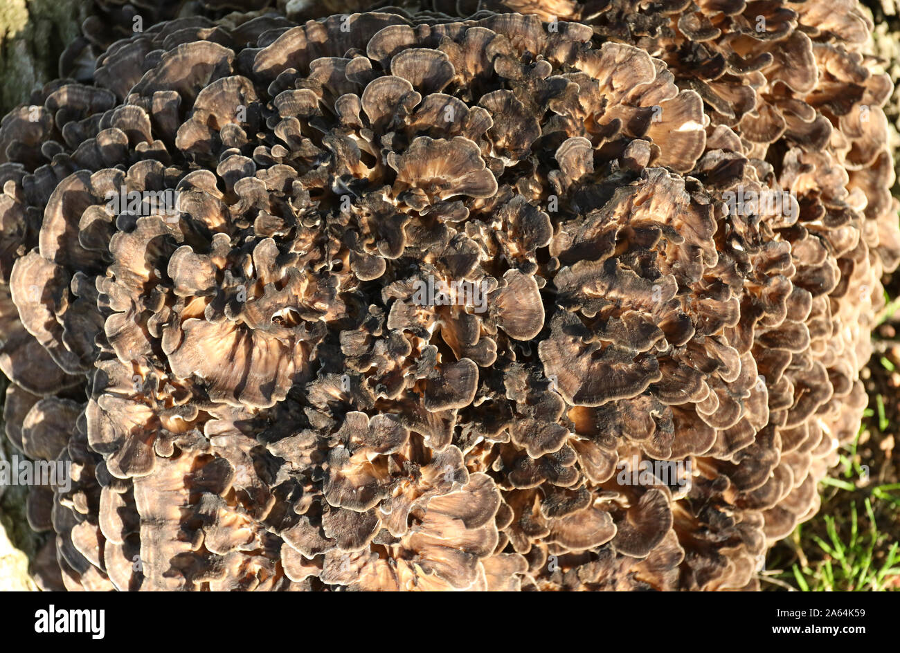 Poule des bois, champignons Grifola frondosa, croissante à la base d'un grand chêne. Il pousse souvent à la base d'un tronc où la foudre a struc Banque D'Images
