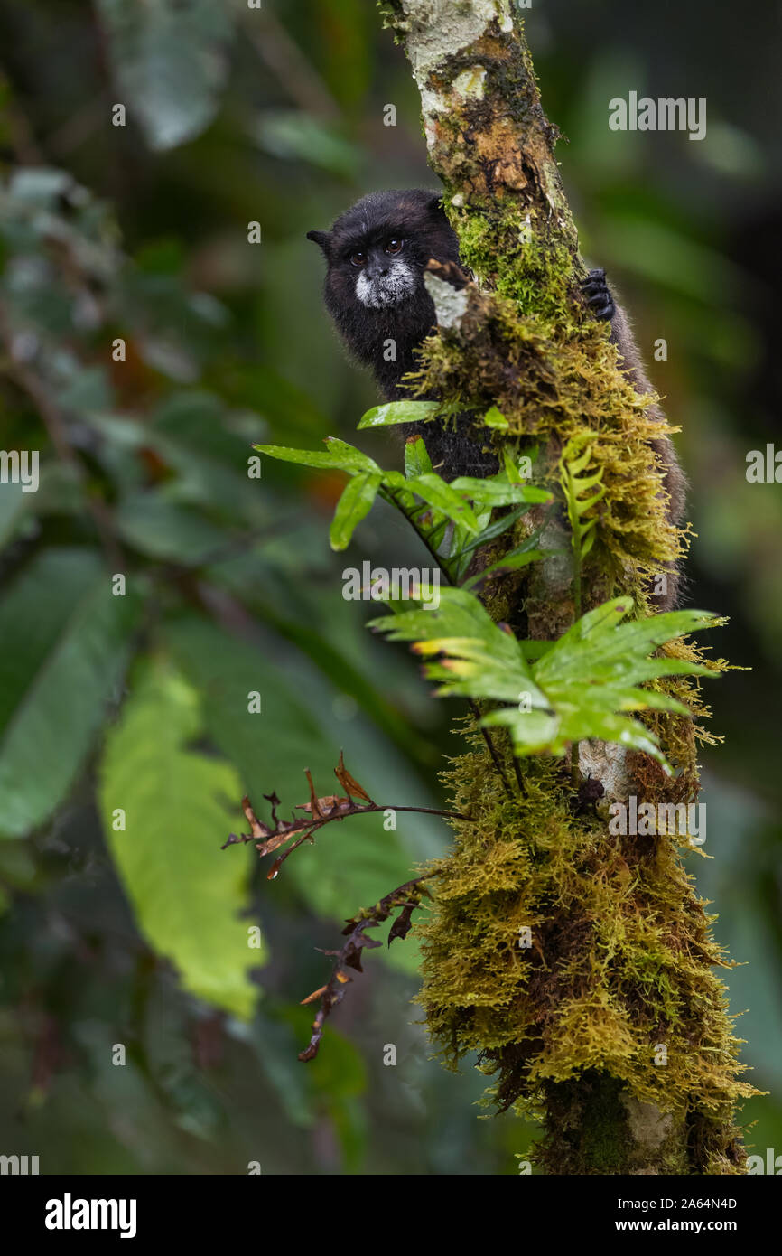 Le manteau noir Graells Tamarin- Saguinus nigricollis graellsi, timide petit primate avec un visage blanc de pentes andines de l'Amérique du Sud, Wild Sumaco, eq Banque D'Images