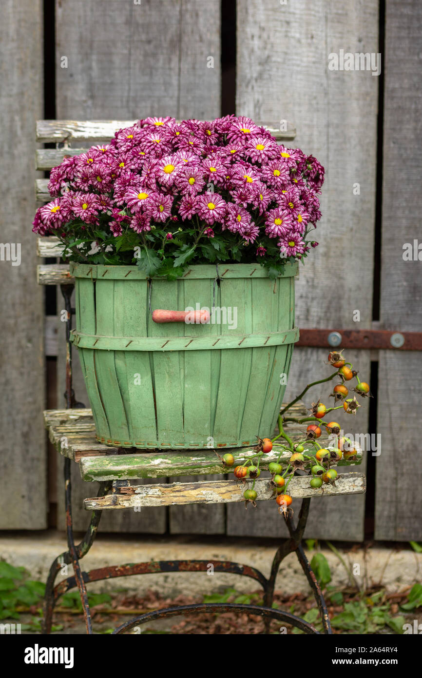 Chrysanthème variées dans un panier sur une vieille chaise de jardin Banque D'Images