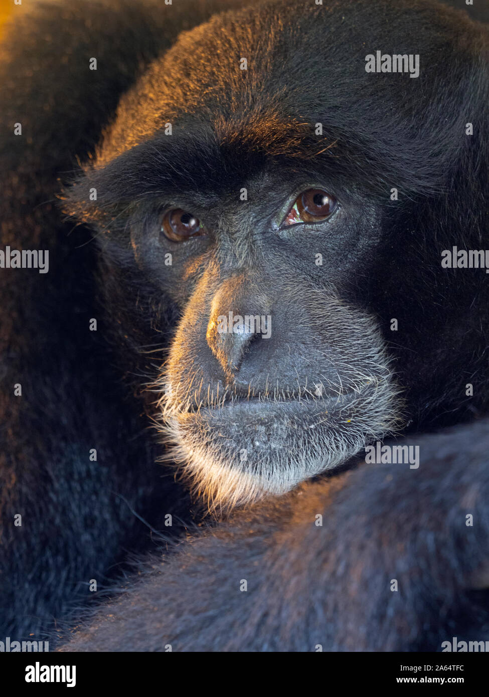 Portrait d'un Siamang Gibbon Symphalangus syndactylus Banque D'Images