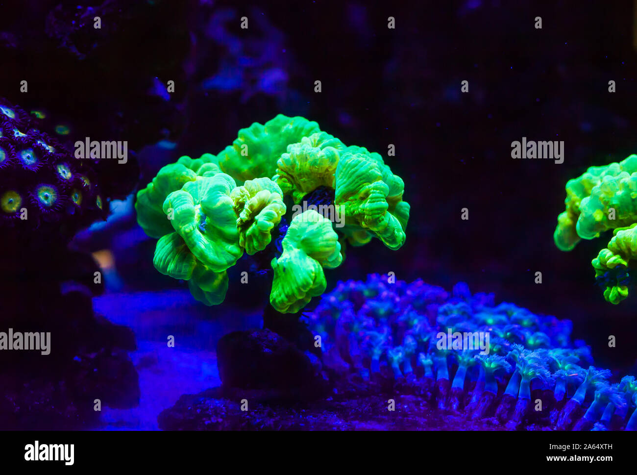 Le corail vivant dans un grand aquarium marin Banque D'Images