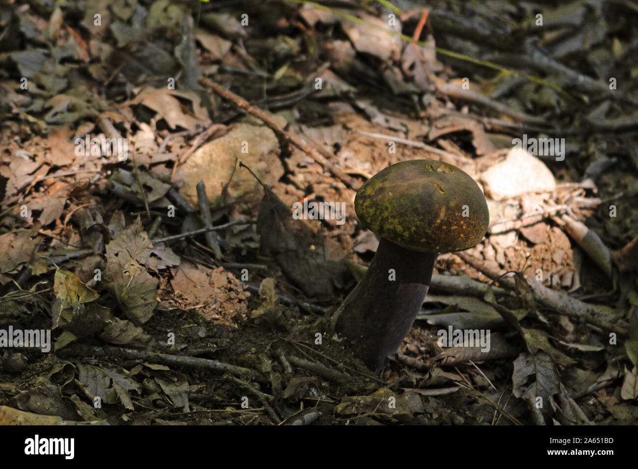 Paysage d'automne avec des champignons et des feuilles mortes Banque D'Images