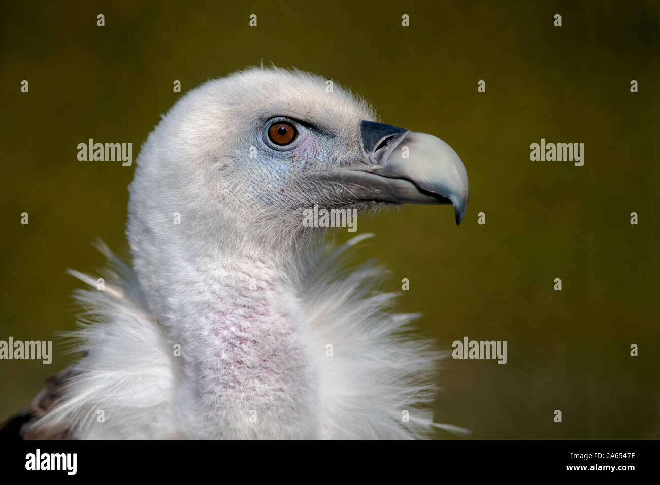 Un close up portrait of Eurasian Griffon Vulture montrant grand bec et à droite dans l'espace de copie Banque D'Images
