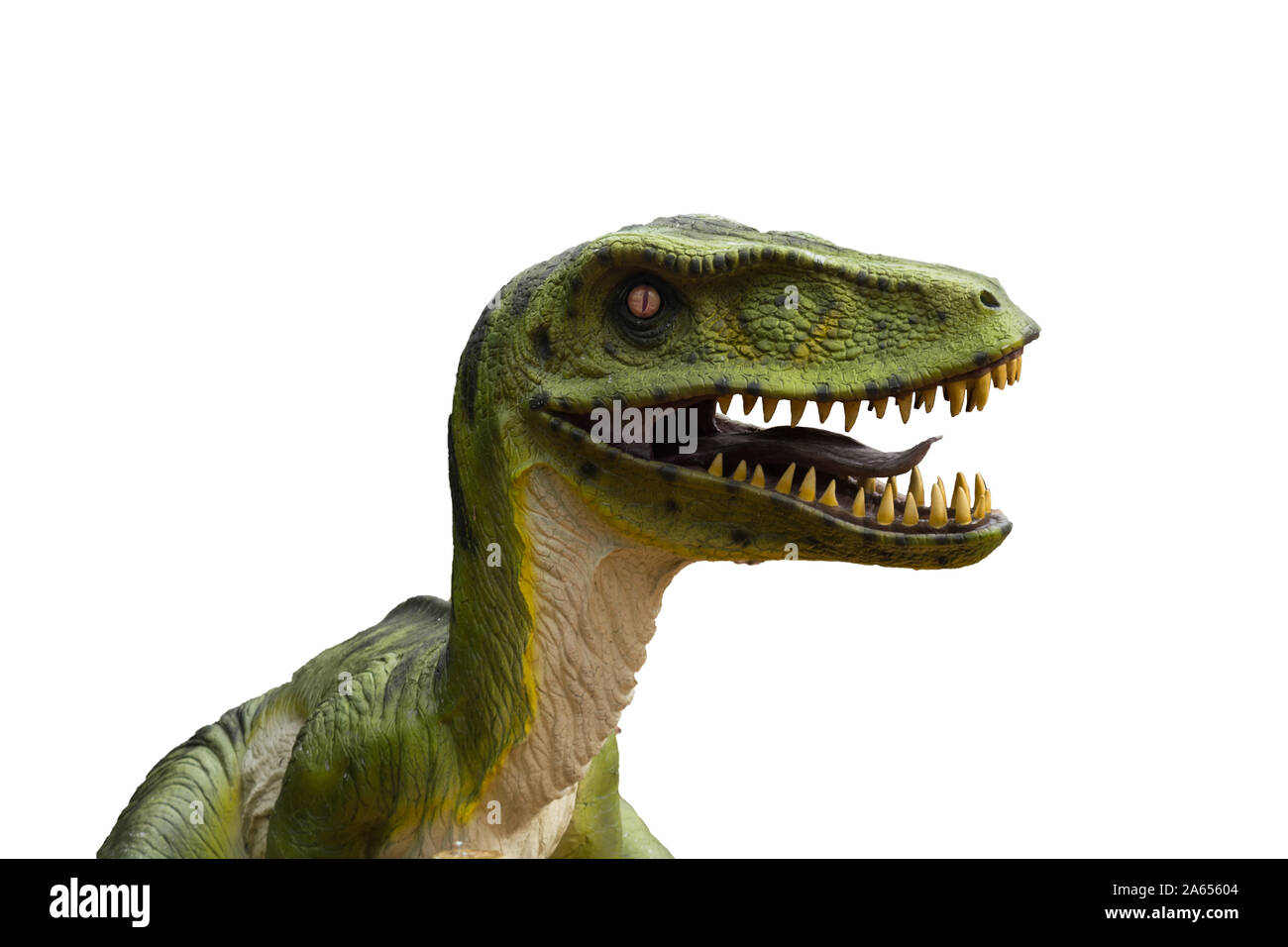 Dinosaure tyrannosaure primitif in front of white background with copy space Banque D'Images
