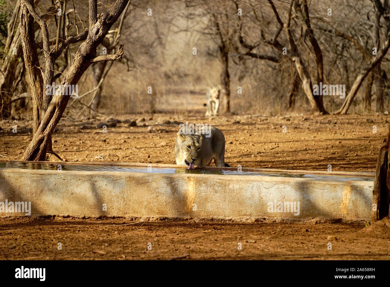 Lion l'eau potable à réservoir d'eau, Sanctuaire de faune de Gir, dans le Gujarat, Inde, Asie Banque D'Images