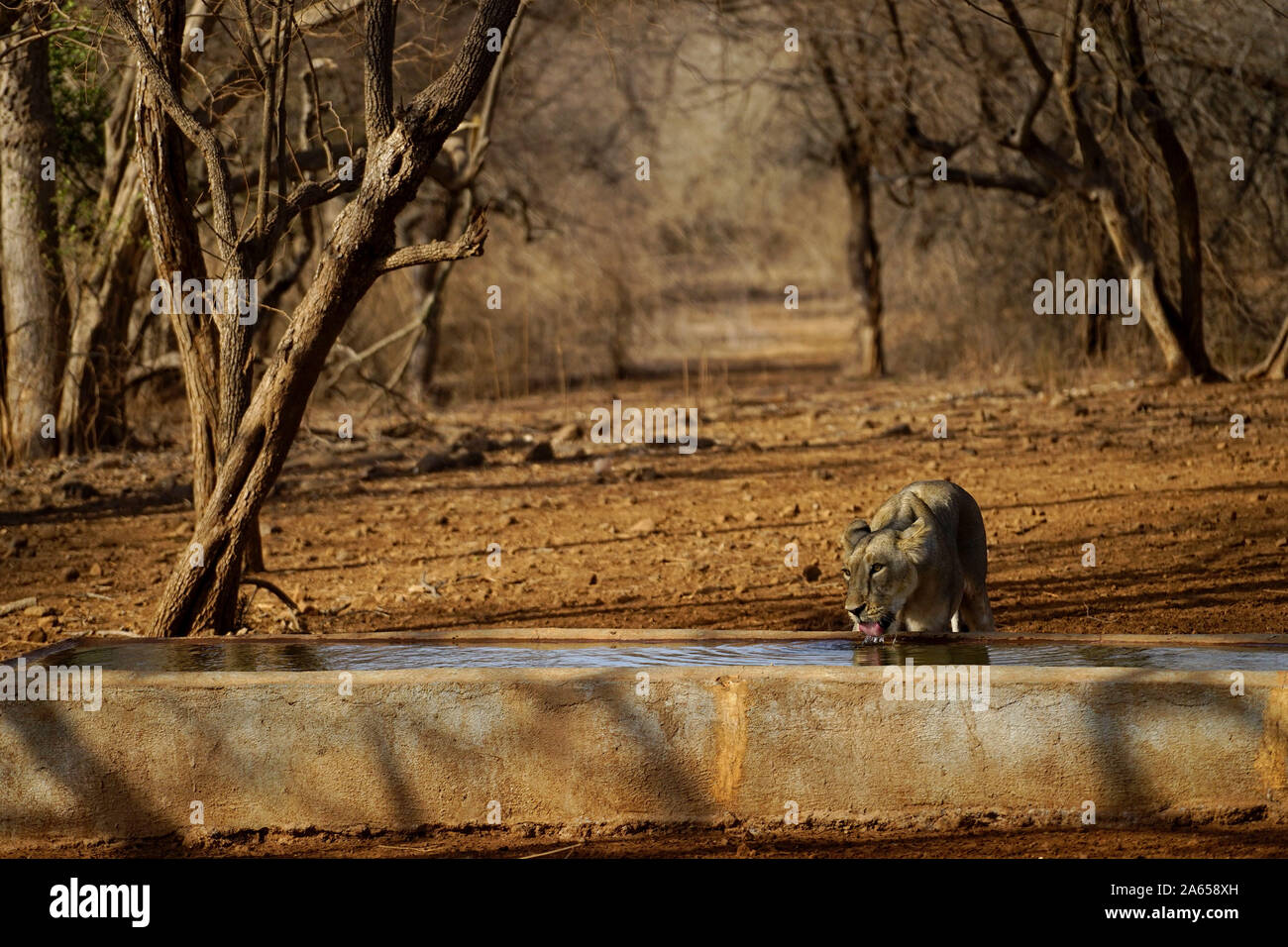 Lion l'eau potable à réservoir d'eau, Sanctuaire de faune de Gir, dans le Gujarat, Inde, Asie Banque D'Images