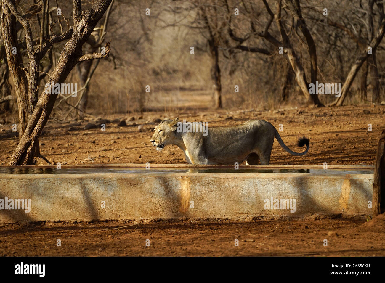Lion à réservoir d'eau, Sanctuaire de faune de Gir, dans le Gujarat, Inde, Asie Banque D'Images