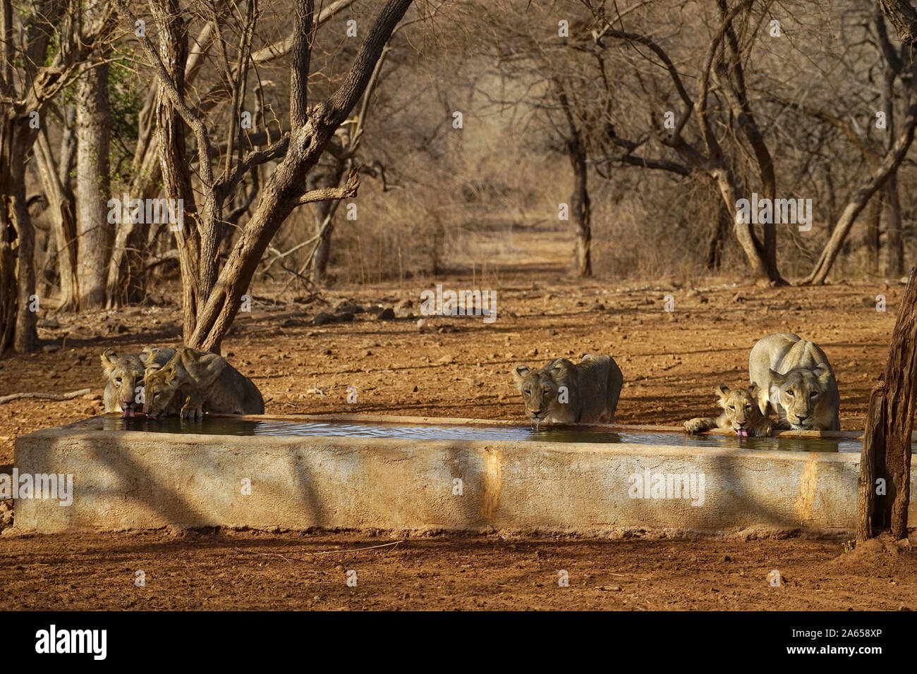 Lions au réservoir d'eau, Sanctuaire de faune de Gir, dans le Gujarat, Inde, Asie Banque D'Images