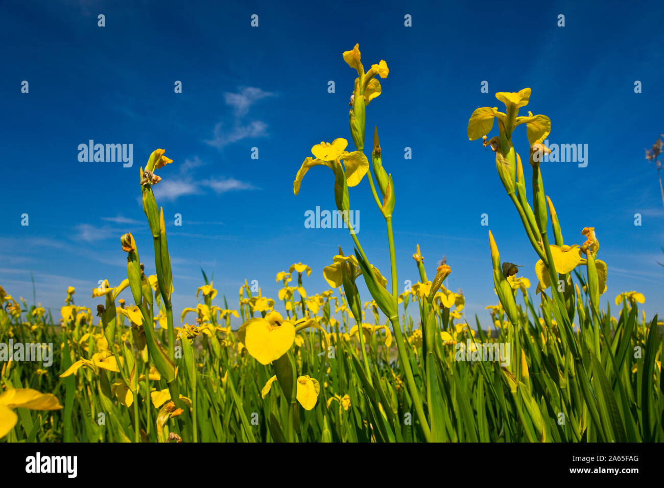 Iris pseudocacorus, drapeau jaune, iris jaune, drapeau de l'eau, LIRIO AMARILLO. Parc national de Doñana, Huelva, Andalousie, Espagne, Europe Banque D'Images