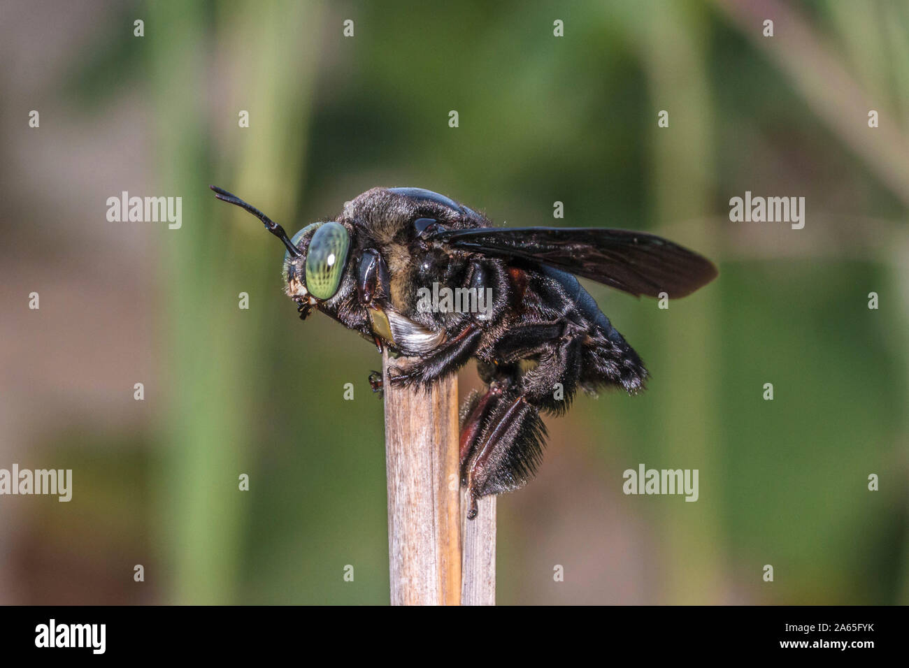 Une abeille charpentière Xylocopa, latipes, de famille Apidae reposant sur une souche d'arbre mort Banque D'Images