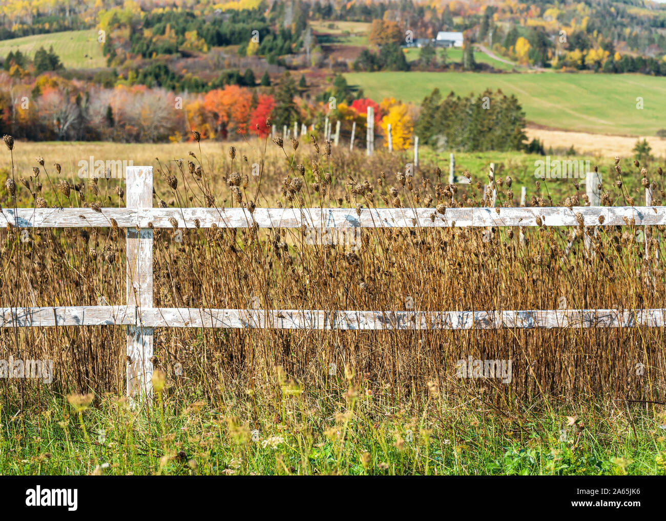 Clôture en bois le long d'un champ agricole dans les régions rurales de l'Île du Prince-Édouard, Canada. Banque D'Images