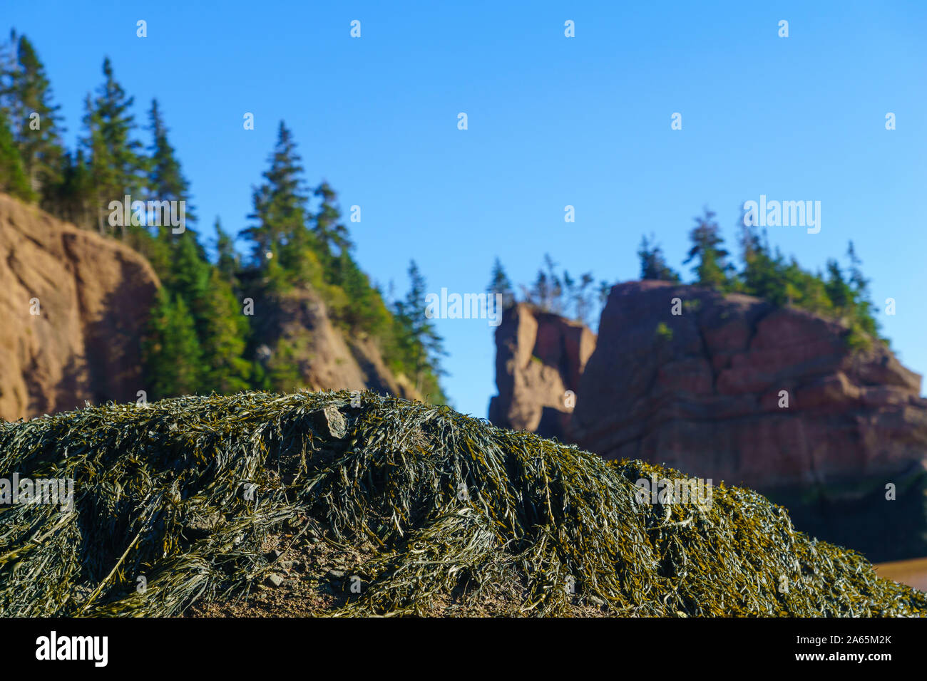 Vue sur les rochers de Hopewell, à marée basse. New Brunswick, Canada Banque D'Images