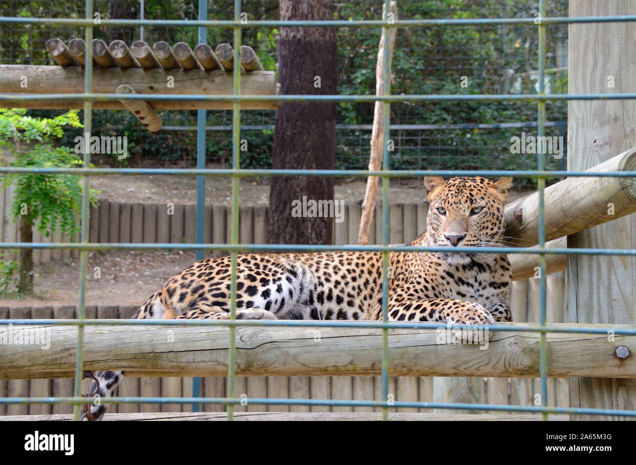 Sri-Lankais leopard (Panthera pardus kotiya) au Zoo de La Palmyre (sud-ouest de la France) Banque D'Images