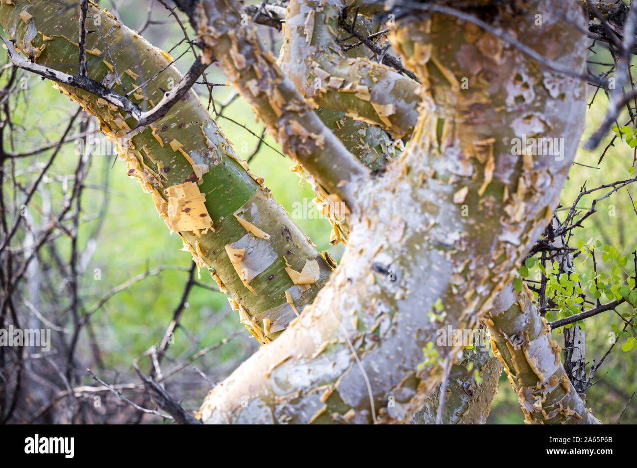 Détail du tronc d'un arbre rare Kobas (Cyphostemma currorii), Erongo, Namibie, Afrique Banque D'Images