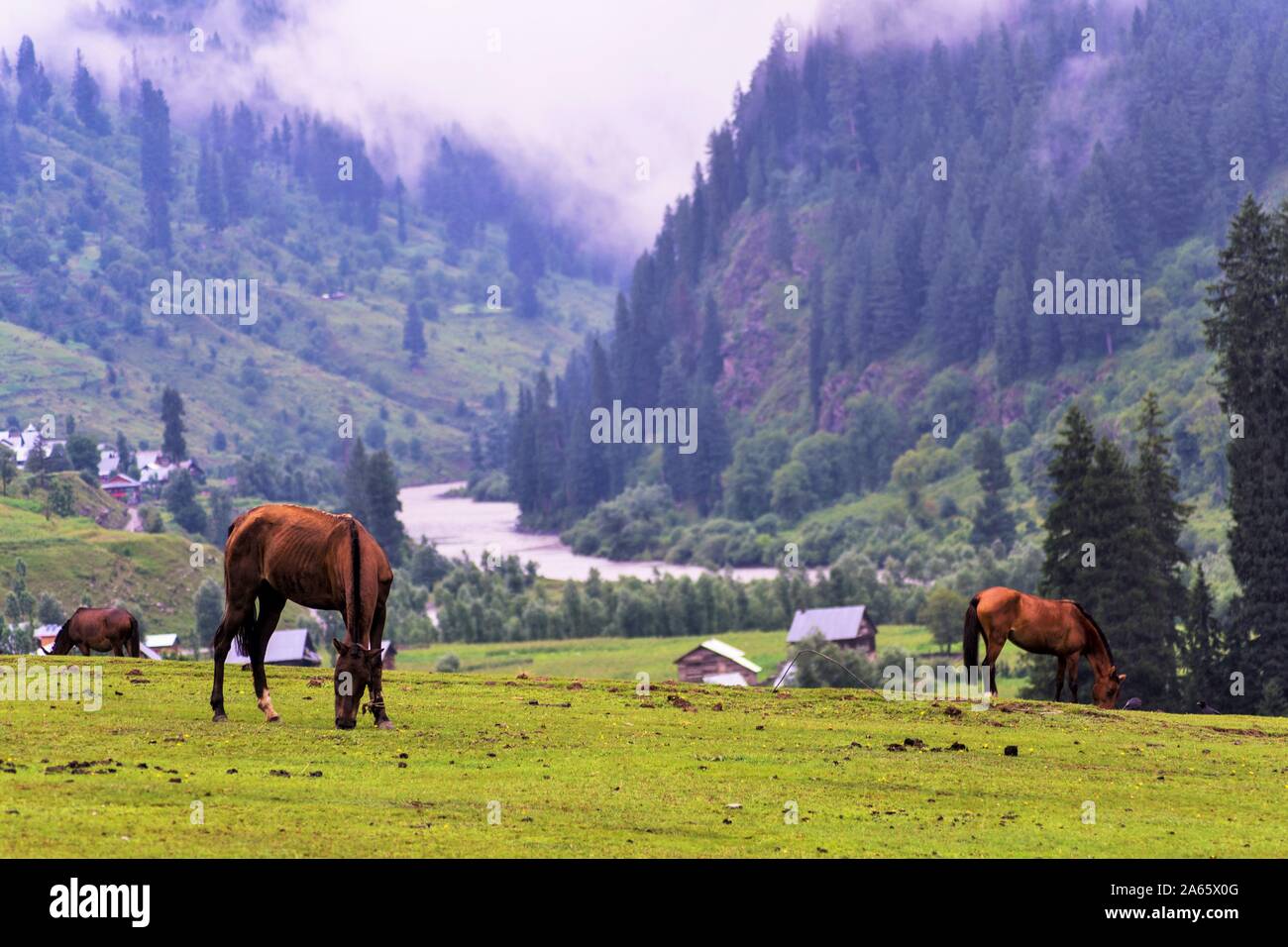 Horse grazing in Green Meadows, Chorwan village, Cachemire, Inde, Asie Banque D'Images