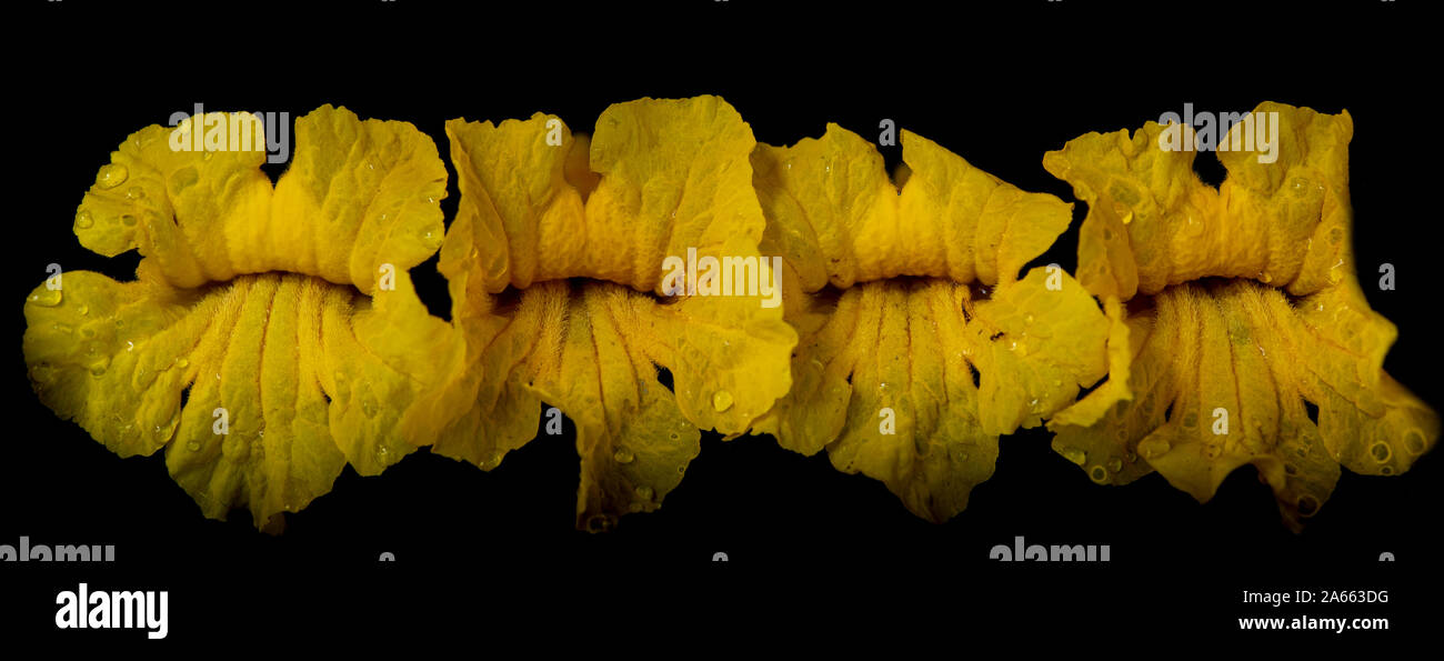 Fleurs de la trompette jaune fleur, Handroanthus chrysotrichus, sur fond noir. Cette fleur est d'un régime semi-sempervirentes, semi-décidues de l'arbre Banque D'Images