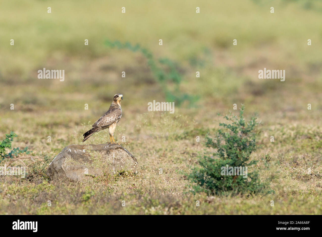 White-eyed Buzzard vu à Mumbai, Maharashtra, Inde Banque D'Images