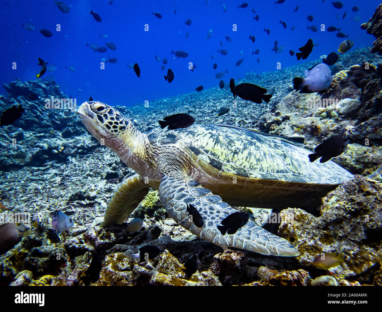 Plongée sous-tortue à Gili Trawangan, Indonésie Banque D'Images