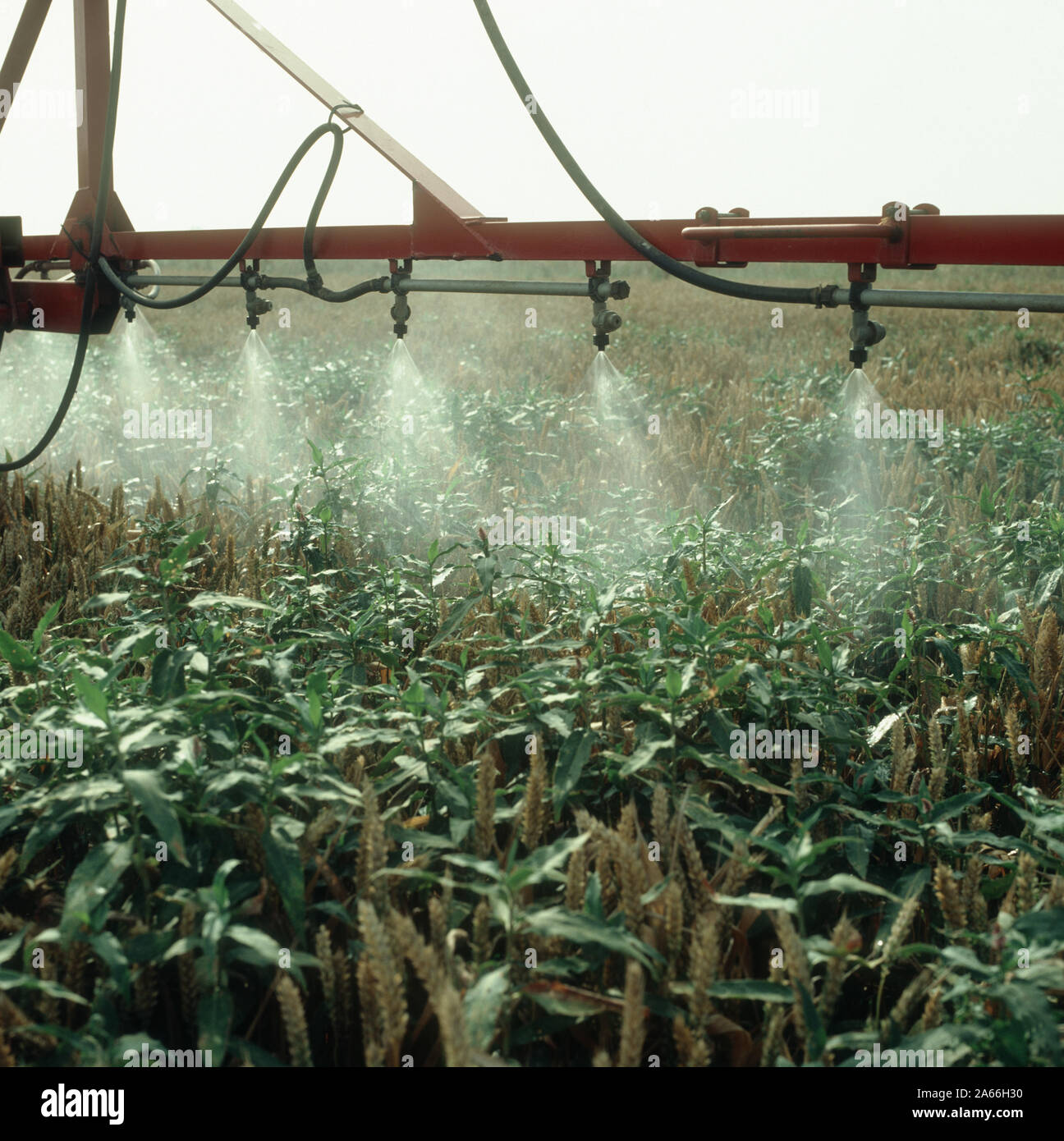 Pulvériser avant la récolte du blé pour contrôler la bistorte (amphibie Persicaria amphibia) Mauvaises herbes qui poussent à travers la culture Banque D'Images