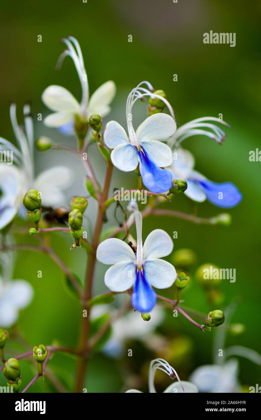 Papillon Bleu papillon qui ressemblent à des fleurs de Bush Banque D'Images