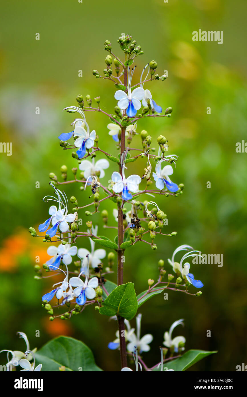 Papillon Bleu papillon qui ressemblent à des fleurs de Bush Banque D'Images