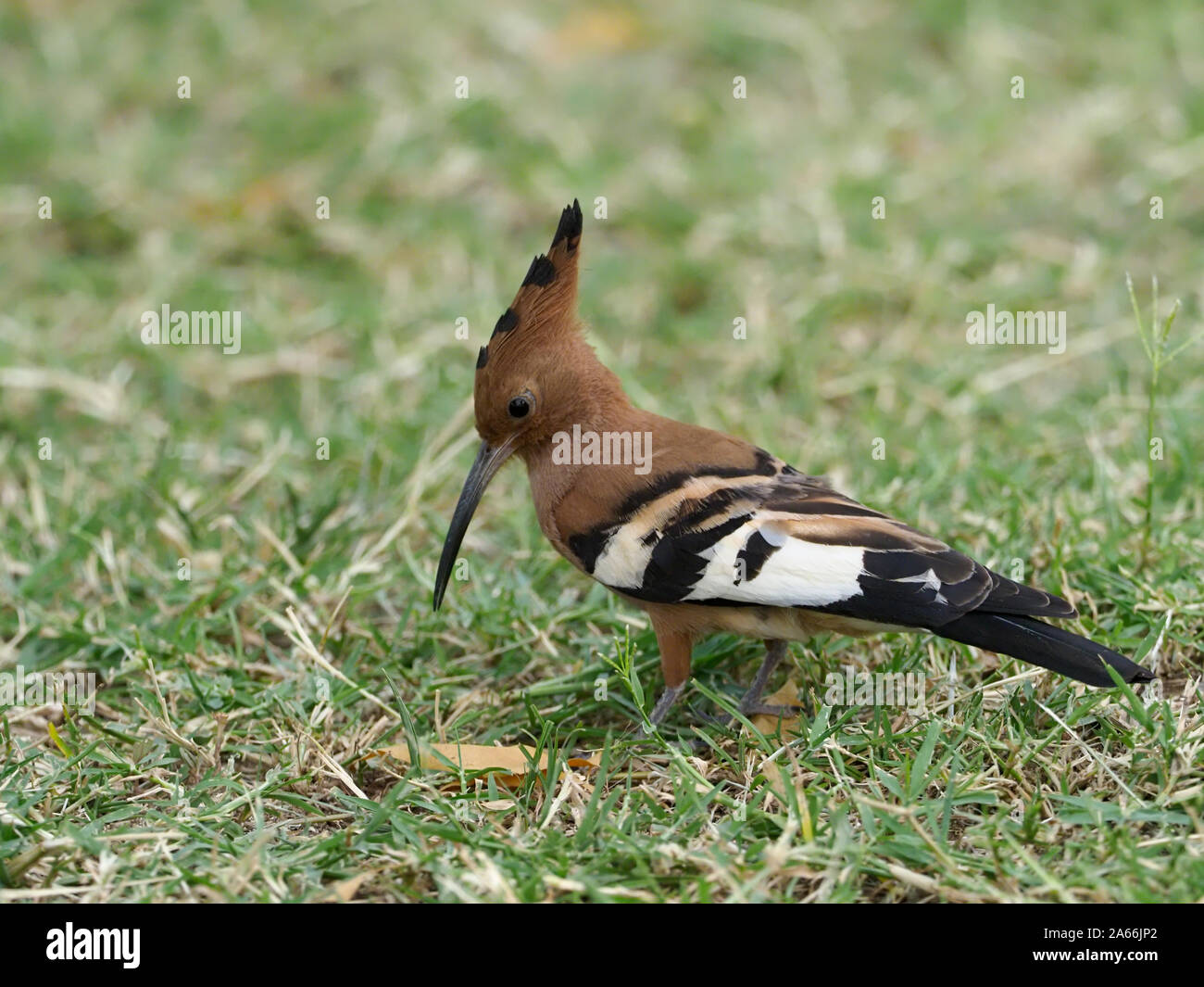 Huppe fasciée Upupa africana de l'Afrique,, seul oiseau sur l'herbe, Kenya, septembre 2019 Banque D'Images