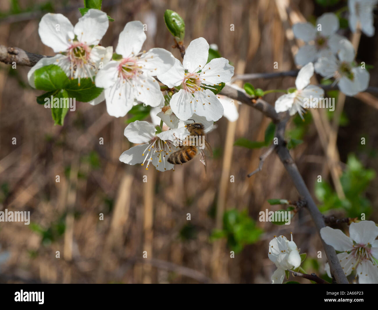 Blooming mirabelle tree in spring Banque D'Images