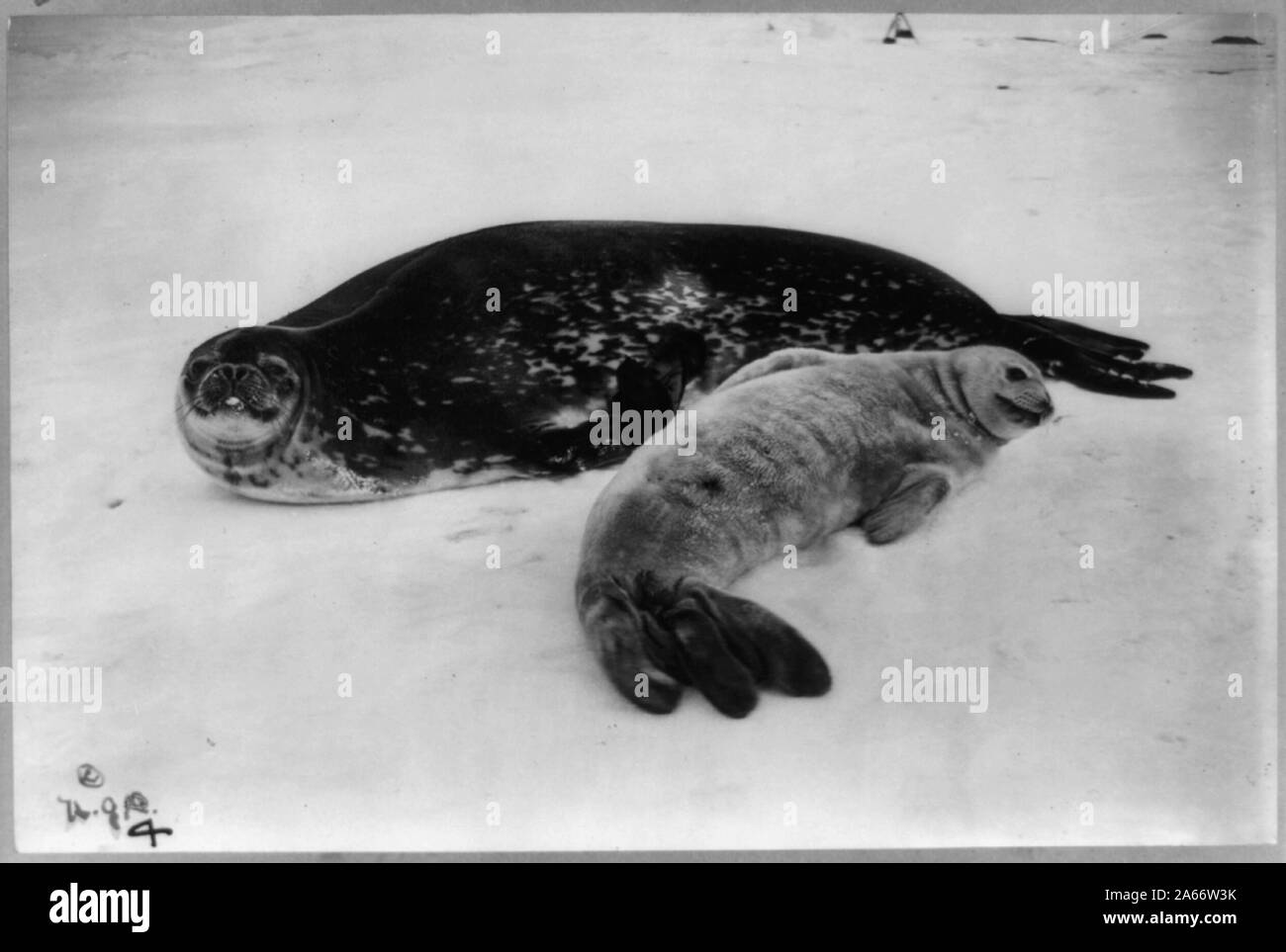 Phoque de Weddell et son petit / H.G.P. Banque D'Images