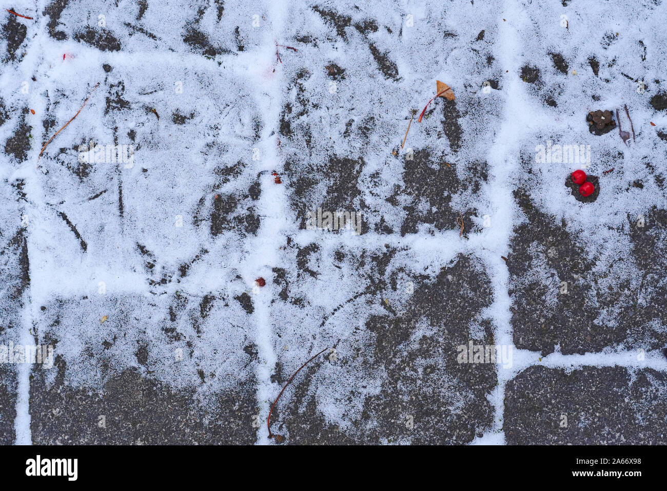 Les voies de moineaux sur les pavés après la première neige de l'hiver Banque D'Images